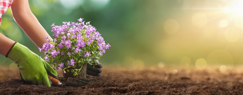 Hornbach Gartenmarkt -Hornbach Gartenmarkt Planting plants 1023 400 min 4