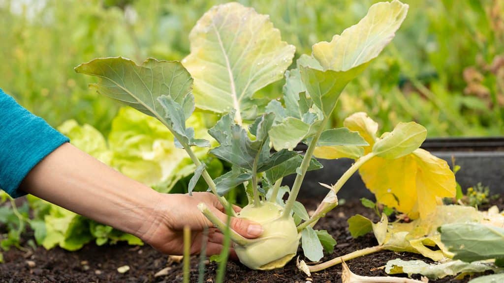 Hornbach Gartenmarkt -Hornbach Gartenmarkt kohlrabi richtig anbauen 1024x576 1